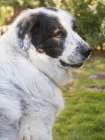 Newfoundland dog portrait. Art Print